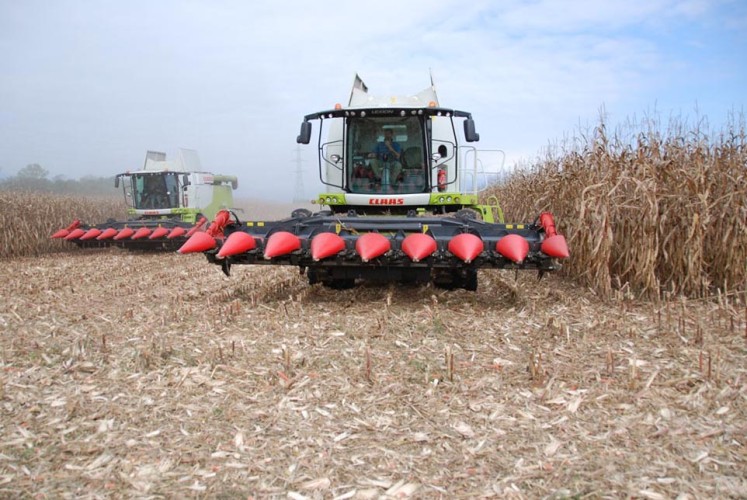 ЖАТКА ДЛЯ УБОРКИ КУКУРУЗЫ CAPELLO DIAMANT  