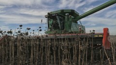 ЖАТКА ДЛЯ УБОРКИ ПОДСОЛНЕЧНИКА CAPELLO HELIANTHUS